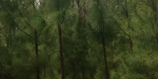 Pinus Palustris